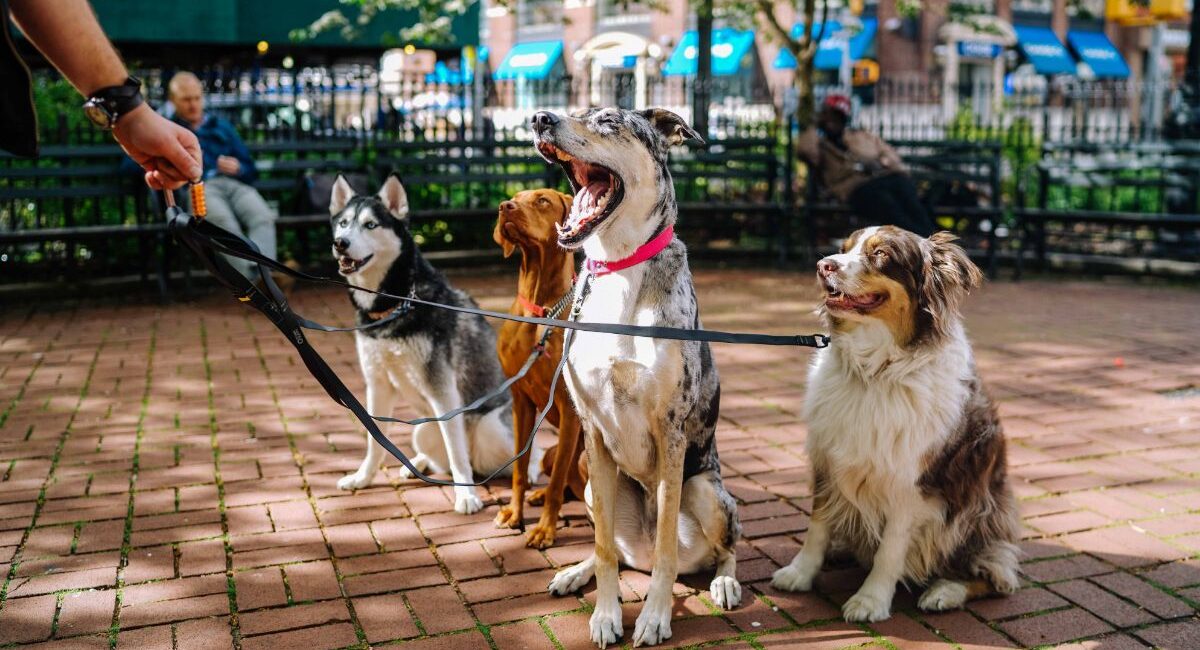 Repas Sains Pour Chiens
