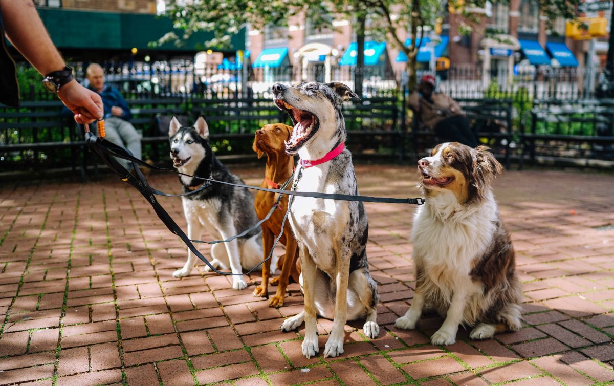Repas Sains Pour Chiens