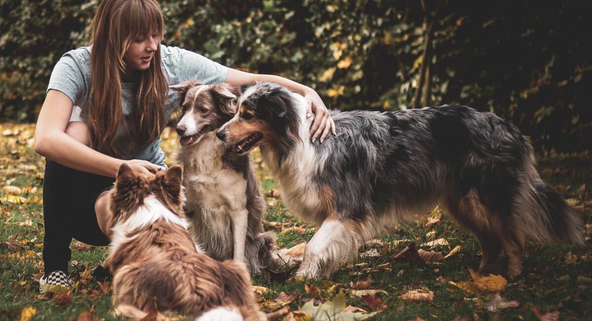 Pension Chiens & Chats