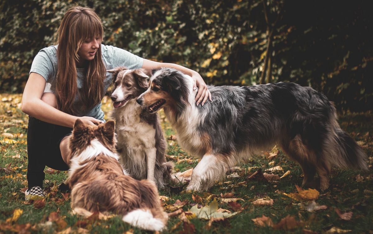 Pension Chiens & Chats