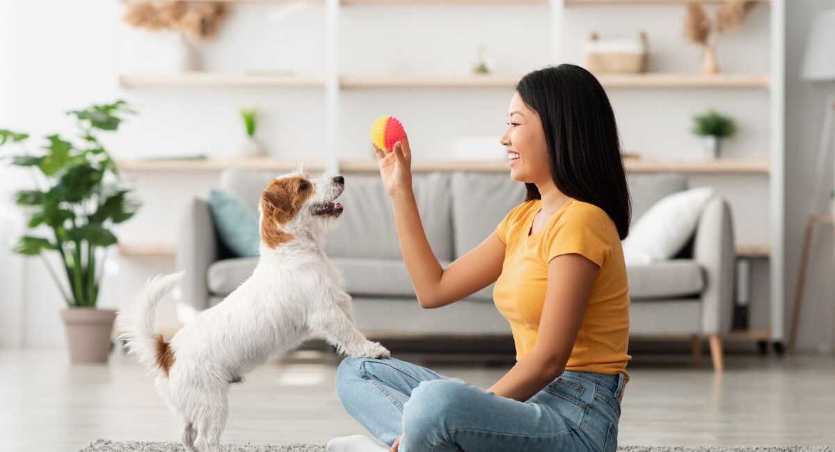 Dressage de Chien à Domicile