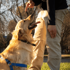 Search for a dog walker